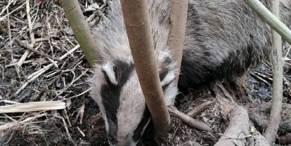 У столиці та Київській області активізувалися браконьєри Фото: Facebook Kyiv Animal Rescue Group