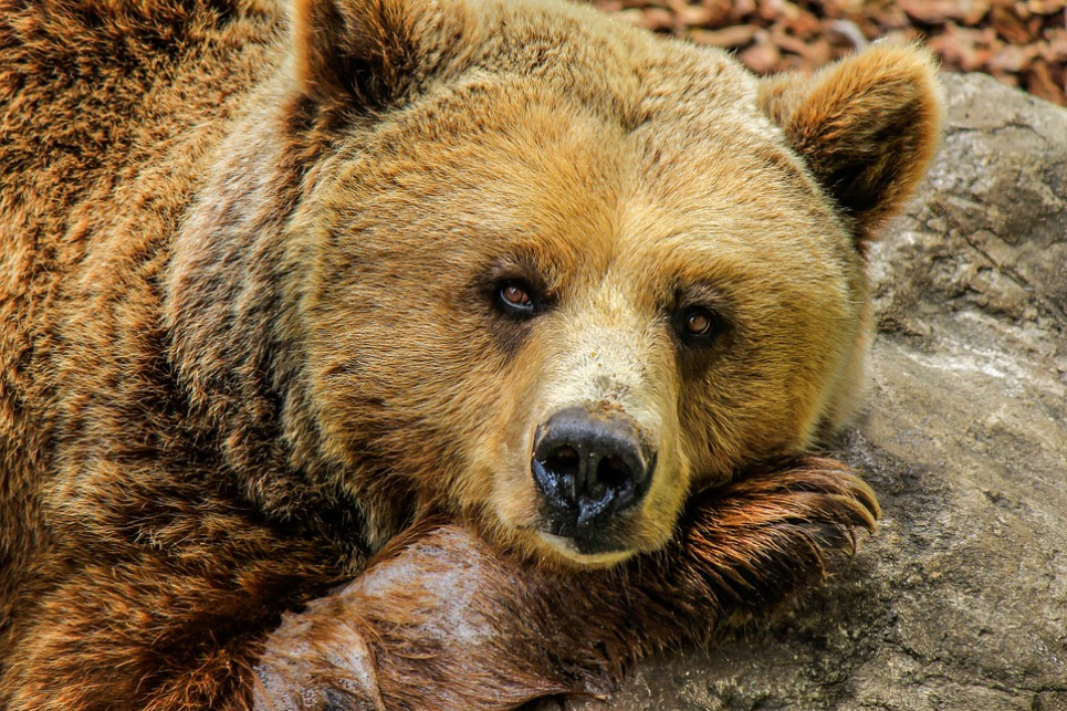 Брати наші менші: врятуйте тварин з зоопарків від голоду pixabay