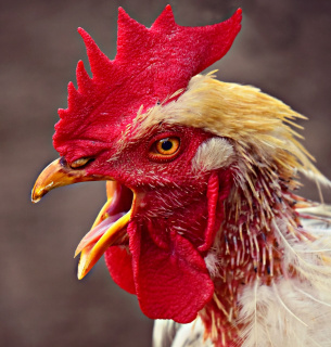 Image by Mabel Amber from Pixabay 