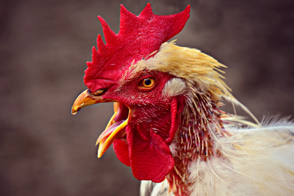  Кодекс птицеводства - фермеры Австралии.
Фото: Mabel Amber from Pixabay 