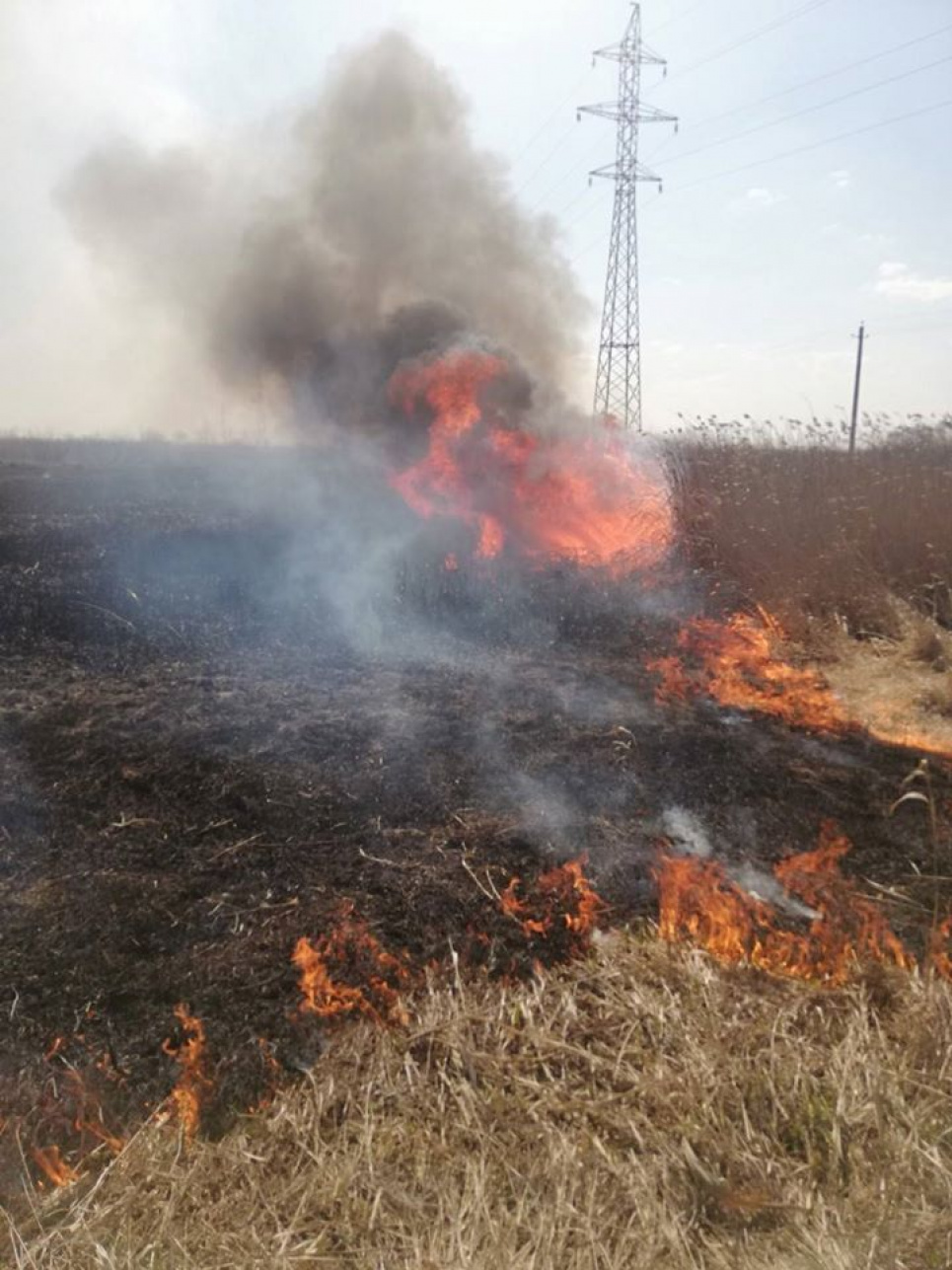 Країна горить через неспроможність влади – експерти Підпал Екопарку Осокорки. Поліція паліїв не знайшла. Фото зі сторінки Екопарку