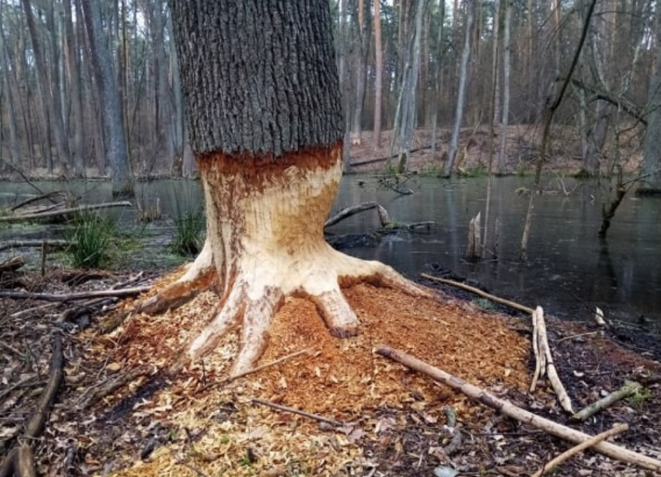 фото "Чесно"