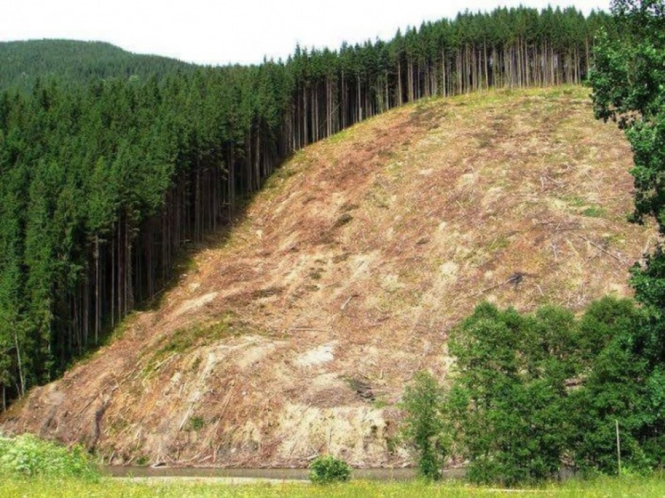 Куди зникли короїди або хто ж «згриз» наші ліси фото з сайту КЕКЦ