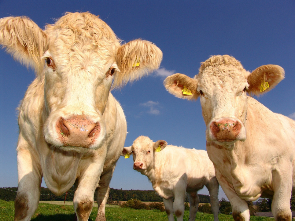 На Черкащині корова щодня дає рекордну кількість літрів молока 