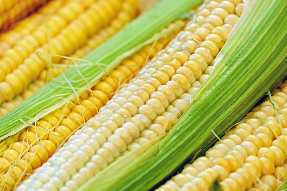 Україна у 2020 році може встановити рекорд виробництва кукурудзи pixabay