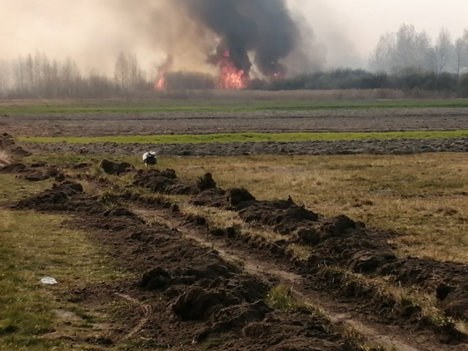 Аграрії спалюють стерню від безвиході - експерт Фото: ДСНС