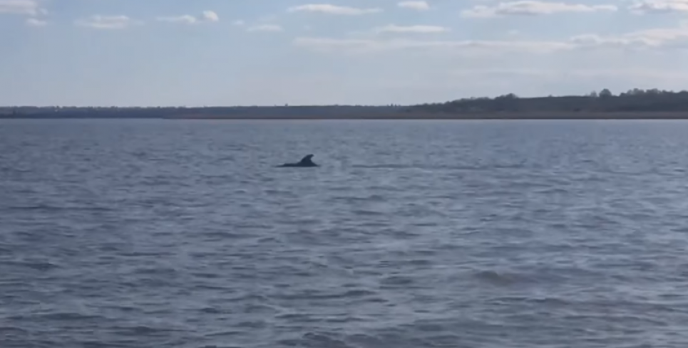 У Південний Буг заплив дельфін (відео)