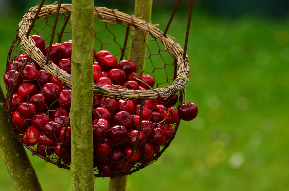 В Україні вже можна знайти черешню за 35 грн Image by congerdesign from Pixabay