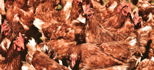 В Оклахоме через суд пытаются решить проблему с куриным пометом
