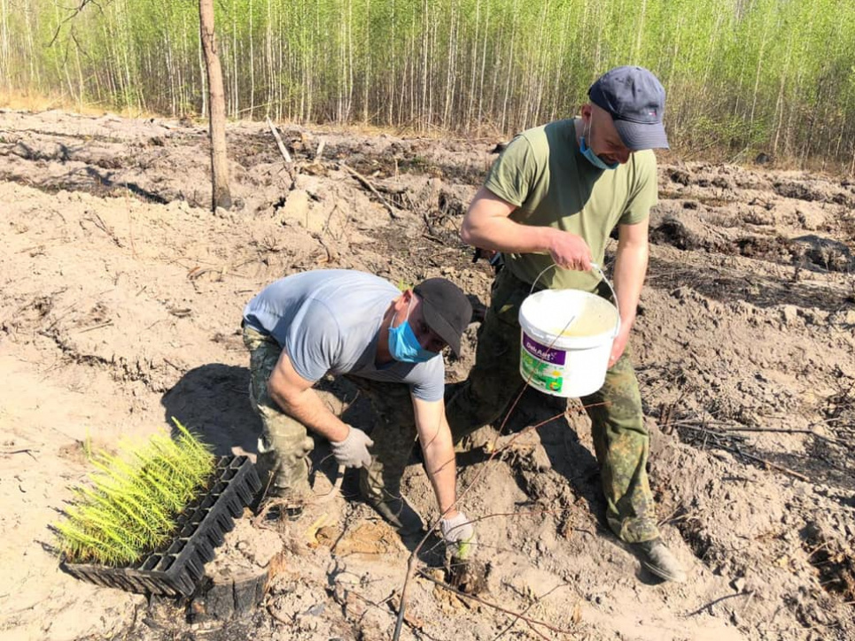 На Житомирщині уже відновлюють ліси, пошкоджені вогнем Фото: Facebook А.Заблоцького