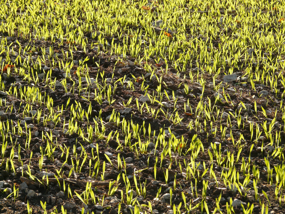 На Сумщині загинуло 1,5 тис гектарів озимих Image by Hans Braxmeier from Pixabay