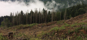 Минэкологии собирается провести масштабную инвентаризацию лесов
