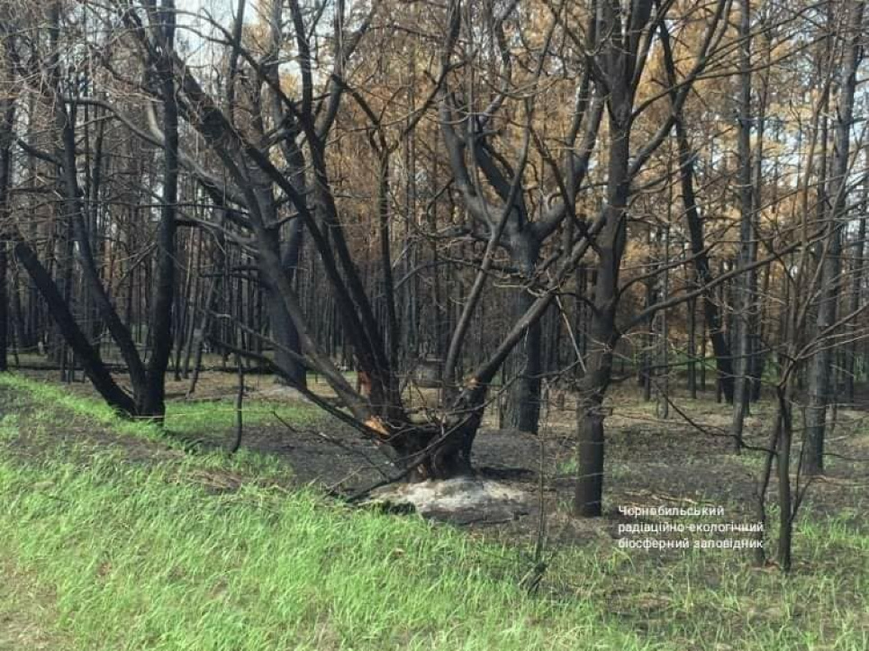 Чорнобильська зона відновлюється після пожежі (фото) Фото Чорнобильського радіаційно-екологічного біосферного заповідника