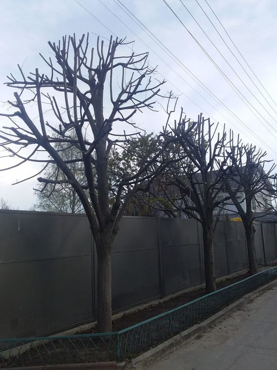 Грамотно обрізані дерева під дротами. Фото Сергія Шапаренка