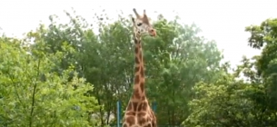 Скріншот відео Миколаївського зоопарку