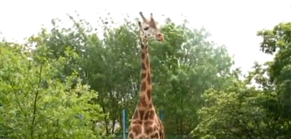 У Миколаївському зоопарку вивели на прогулянку жирафу (відео) Скріншот відео Миколаївського зоопарку