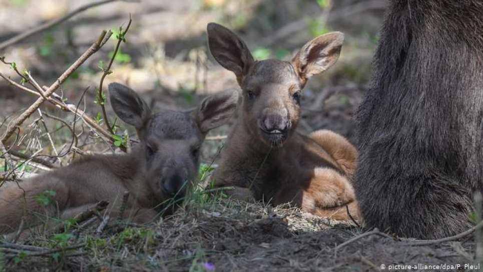 Фото: dw.com 