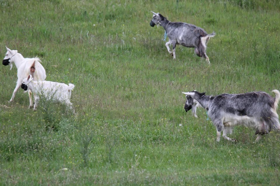 У Дніпрі гуляє стадо кіз у масках Фото Ксенія Пантюшкіна