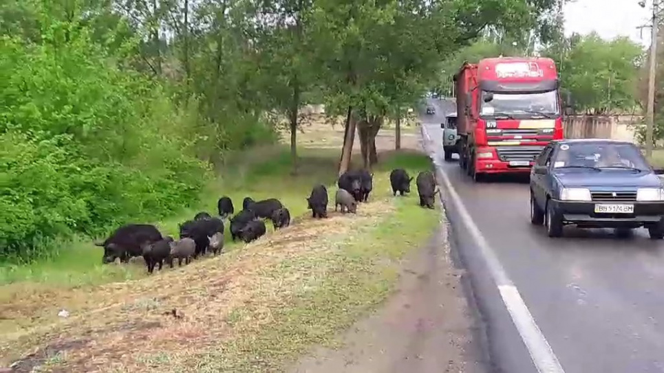 На Луганщині нашестя диких кабанів у місті Фото rbncity.com