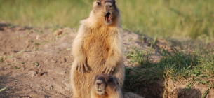 Пробудження бабаків у Тарутинському степу