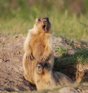 Пробудження бабаків у Тарутинському степу