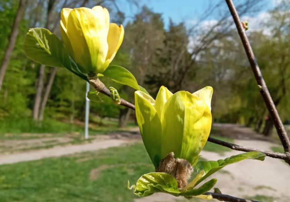 Унікальний вид магнолій має Голосіївський парк фото: facebook.com/Ксюша Бондар