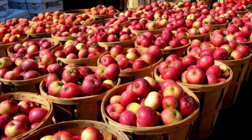Україну чекає великий врожай яблук — експерт