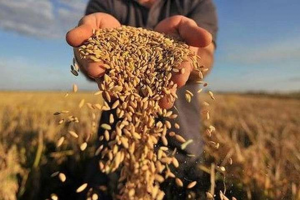 В цьому році врожай зернових буде менше на 10% - міністр