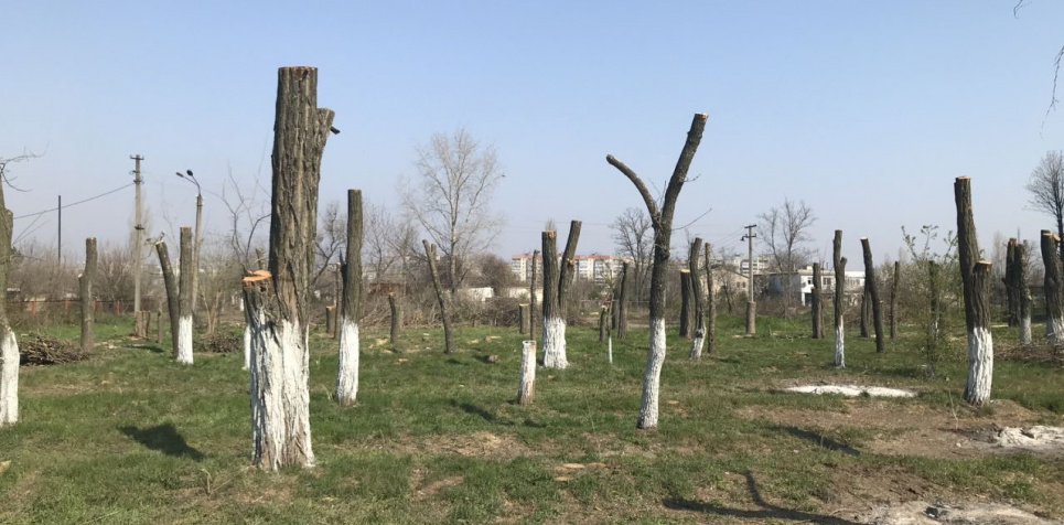 Фото дня: від 162 дерев у Миколаєві залишилися лише штурпаки
