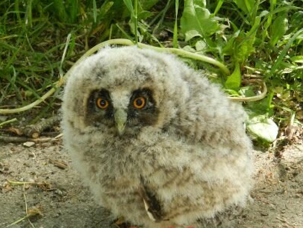 В Запоріжжі жінка знайшла "диво у пір'ях" (відео) Фото Суббота.ua