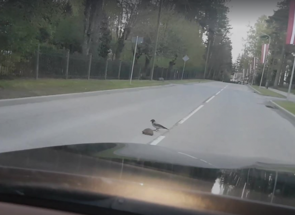 Ворона врятувала їжака (відео)