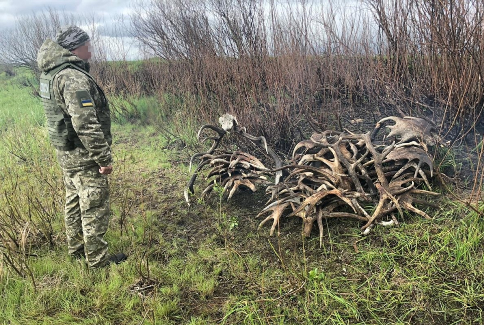 Є збирачі грибів, а є - рогів: затриманим "любителям" тварин загрожує суд (фото) Всі фото і відео: Державна прикордонна служба