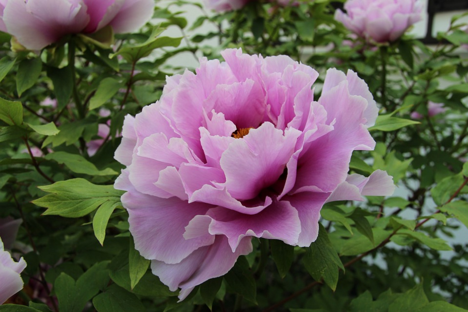 На вихідних в Україні хмарно і з дощами pixabay