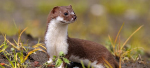 У лісах під Бояркою живе червонокнижний горностай. Фото зі сторінки "НПП "Приірпіння та Чернечий ліс"