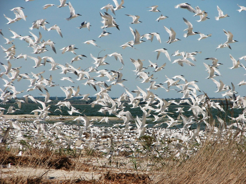 Азовська “Меотида”: національний парк у зоні бойових дій Колонія крячка рябодзьобого на Білосарайській косі. Автор фото О. Бронсков