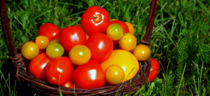 Ученые: употребление помидоров снижает риск инсульта на 55 %