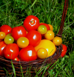 У світі поширюється новий вірус томатів Image by kat_koze from Pixabay