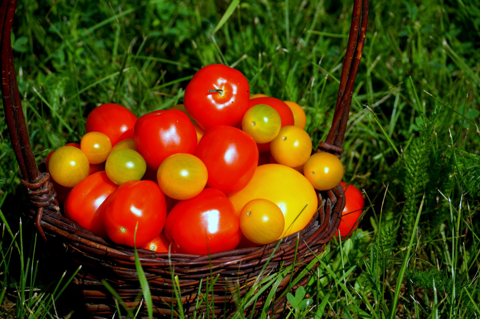  Вчені: вживання помідорів знижує ризик інсульту на 55%
