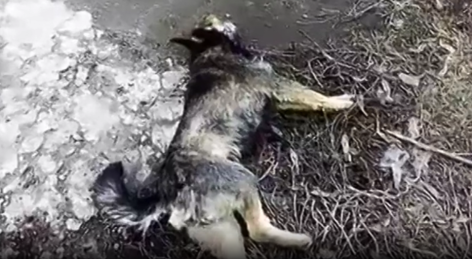 Скріншот відео Цензор.нет