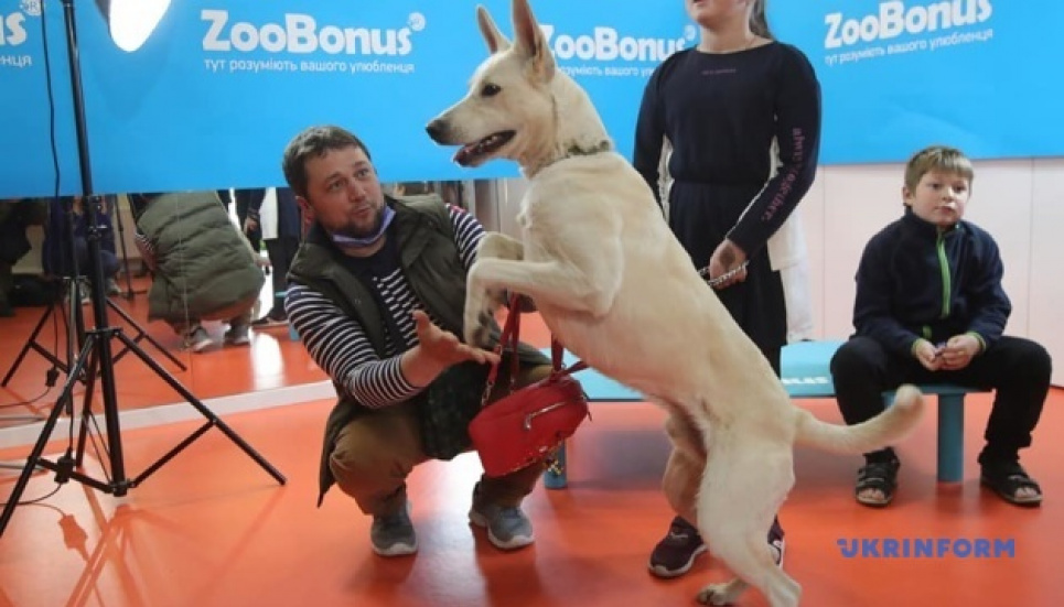 Київський песик з притулку встановив всеукраїнський рекорд (відео) Фото Укрінформ