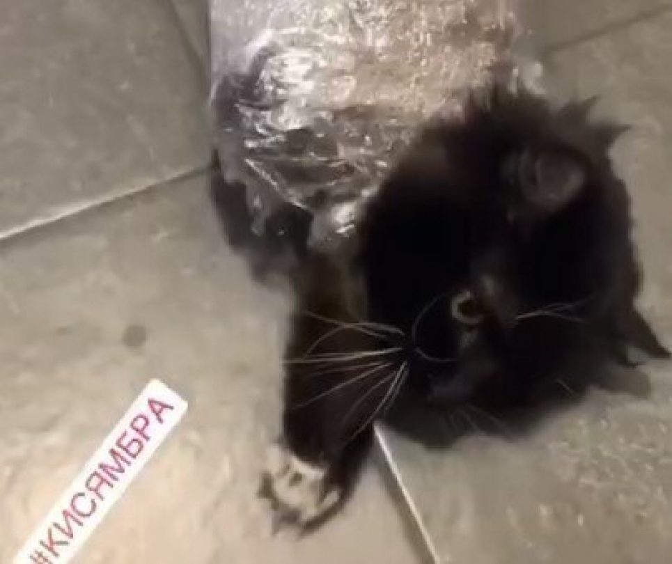 Шкуродерка з Харкова замотала кішку в плівку заради переглядів в Instagram (відео)