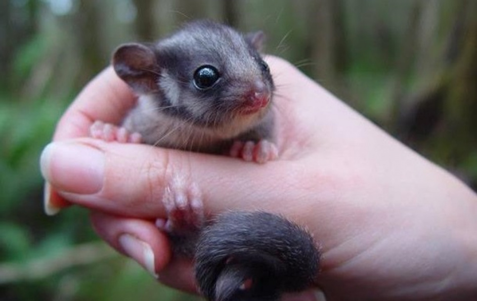 В Австралії суд став на сторону зникаючих тварин Фото: Twitter