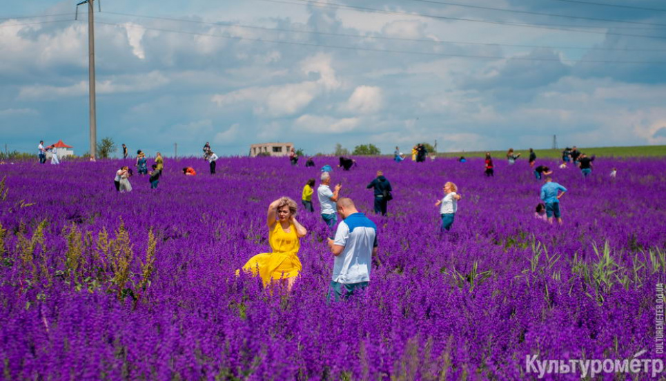 "Зірки" фотосесій нищать поле дельфініумів на Одещині Фото тут і далі culturemeter