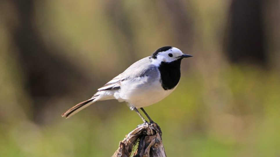 Пташки оселилися в працюючих тракторах (фото)