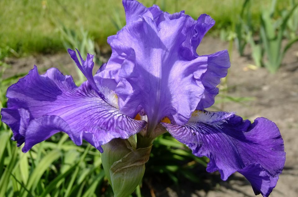 Бал розлучених сердець та Абрикосове літо можна побачити у Львові (фото) Тут і далі фото з Facebook Ботсаду