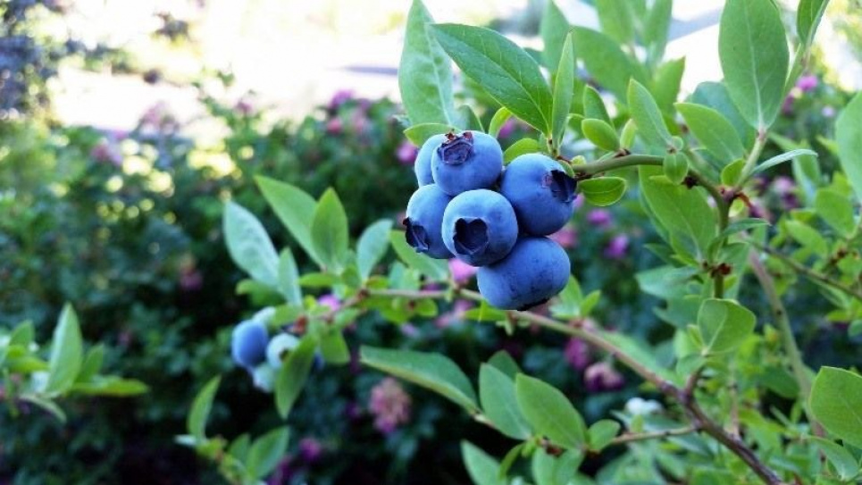 Європейці обирають український органічний продукт