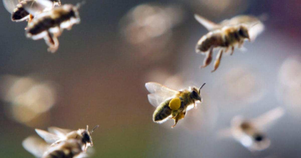 Шмель байкальский bombus deuteronymus. Пчелы будут летать. Среднерусская пчела. Пчелы летают. Пчелы атакуют.
