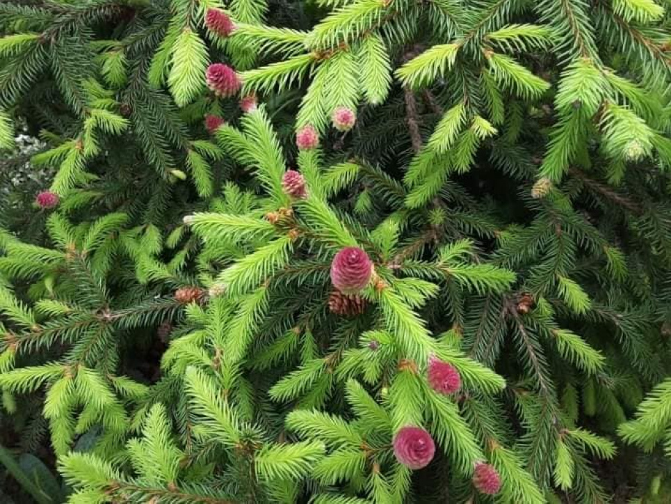 Усі фото: Гринявське лісове господарство