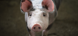 Держпродспоживслужба виявила велике вогнище АЧС, знищать понад 20 тис. свиней. Фото:Pixabay 