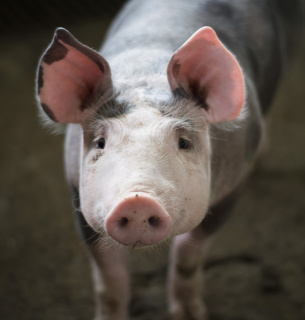 Держпродспоживслужба виявила велике вогнище АЧС, знищать пона 20 тис свиней Фото:Pixabay 